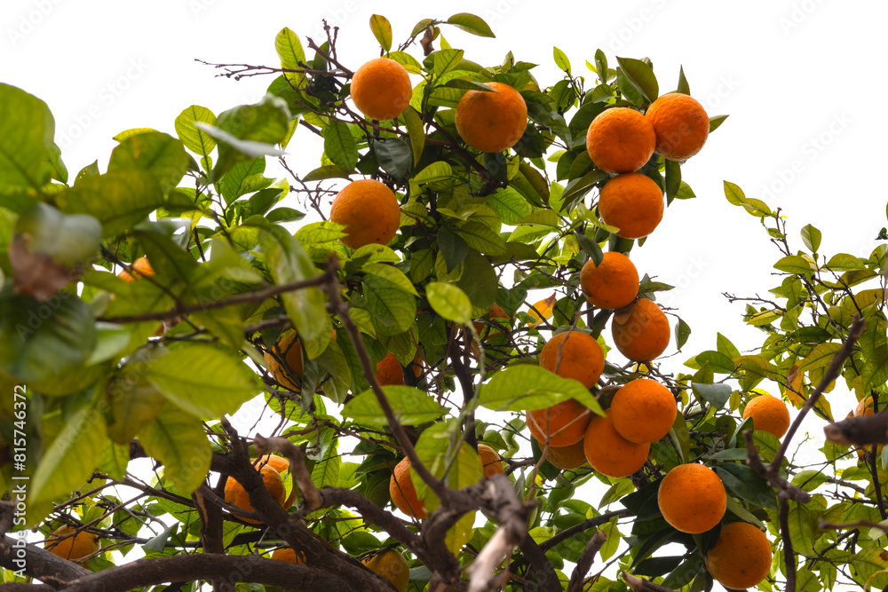 orange tree laden with ripe citrus fruits stands tall amidst lush greenery, Rutaceae family, enduring power of nature, agricultural prosperity orange tree laden with ripe citrus fruits stands tall amidst lush greenery, Rutaceae family, enduring power of nature, agricultural prosperity