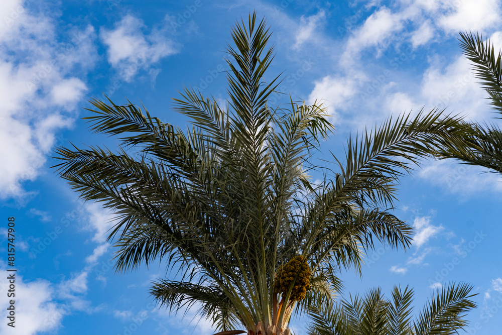 blue sky over tropical African date palm Phoenix dactylifera with clouds, concept transcendence, natural beauty tropics, infinity tropical background, banner for travel agencies, hotels, airlines blue sky over tropical African date palm Phoenix dactylifera with clouds, concept transcendence, natural beauty tropics, infinity tropical background, banner for travel agencies, hotels, airlines
