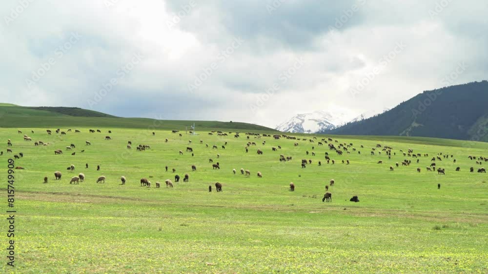 Herd of Sheep on Slope.
Landscape of flock of sheep are grazing grass on green foothills of the snow-covered rocky mountains
Sheep farming with the beautiful grassland. Herd of Sheep on Slope.
Landscape of flock of sheep are grazing grass on green foothills of the snow-covered rocky mountains
Sheep farming with the beautiful grassland.