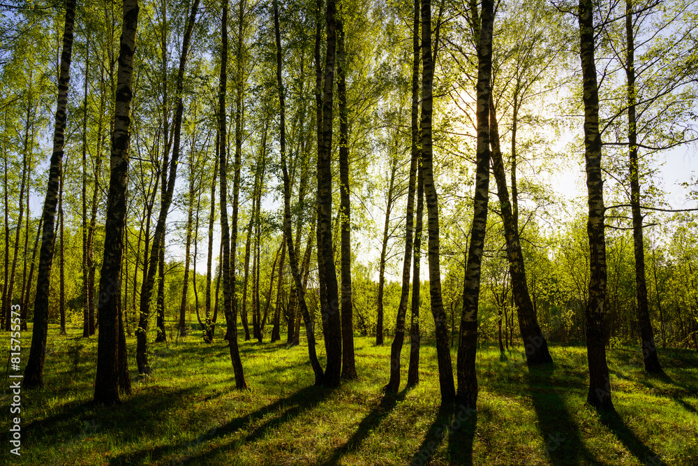 Sunset or sunrise in a spring birch forest with bright young foliage glowing in the rays of the sun and shadows. Sunset or sunrise in a spring birch forest with bright young foliage glowing in the rays of the sun and shadows.