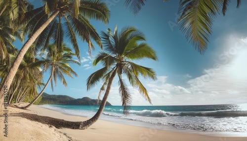 tropical beach with the palm trees