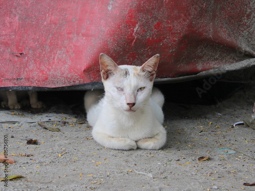 cat on the streets