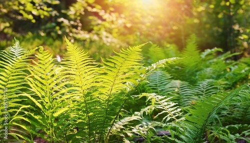 ferns in sunlight