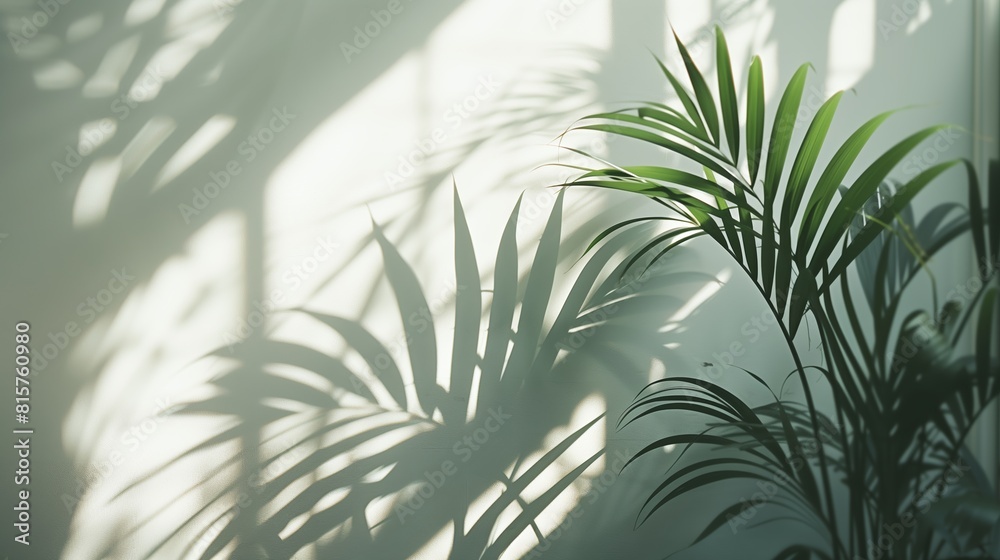 The shadow from plants cast on an empty wall. The shadow from plants cast on an empty wall.