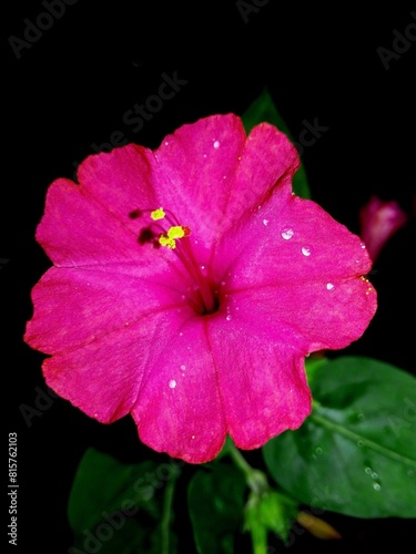 Mirabilis jalapa or The Four o’ Clock Flower with water drops after rain in the night. Pink flower Mirabilis jalapa maco close up. Vertical image of purple flower Mirabilis jalapa plant in garden photo