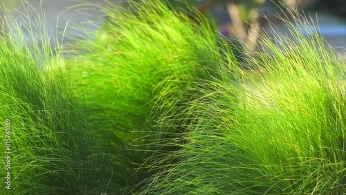 Mexican feather grass in modern garden, gardening, landscaping, design. Stipa tenuissima Pony Tails, Nassella photo