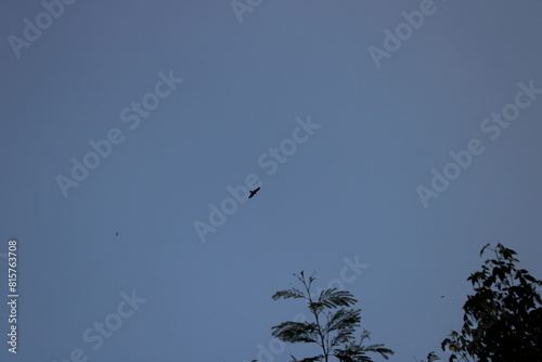 birds in the sky