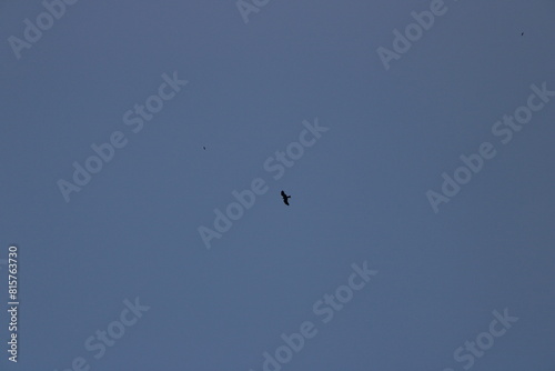 bird in flight