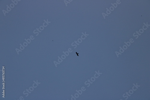 birds in flight