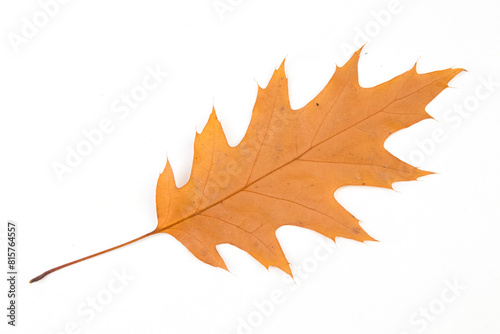 Autumn oak leaf isolated on white background. Fall season foliage.