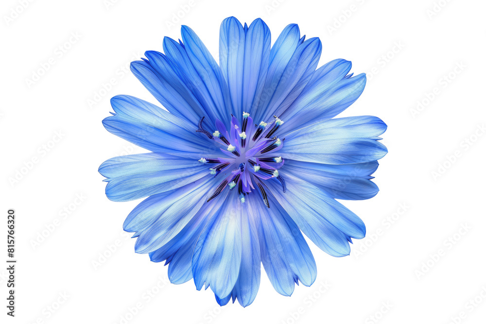 Obraz premium Chicory isolated on transparent background