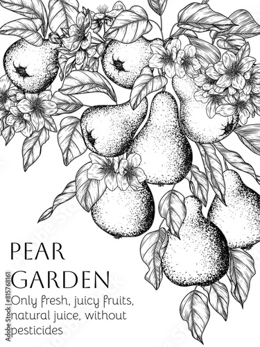 Vector frame of pear branch with fruits and flowers in engraving style