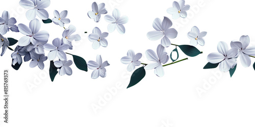 White jasmine flowers branch on transparency background, for decorating banners