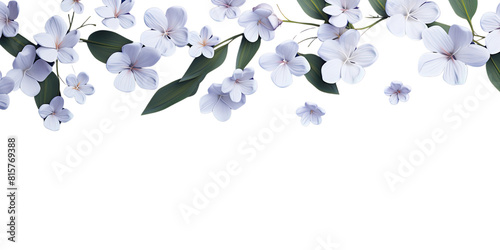 White jasmine flowers branch on transparency background, for decorating banners