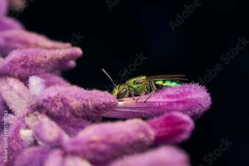 Detalles de una abeja verde metalizada sobre una planta violeta. Augochlorini photo