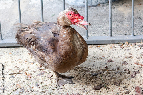 Muscovy duck with red face on a poultry farm