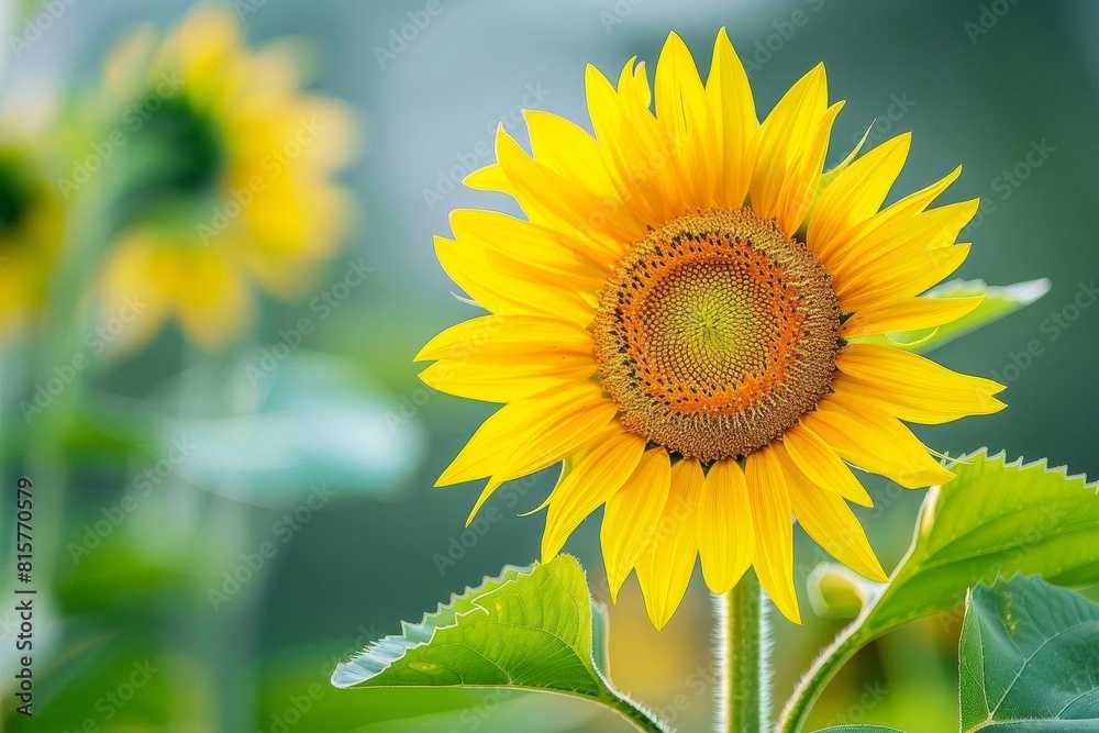 Fototapeta premium Big, beautiful sunflower in full bloom against a blurred background of green leaves.