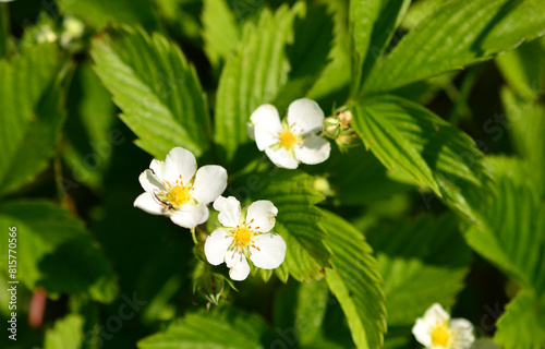 a close up of blooming strawberry plant