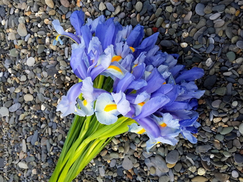 Bouquet of violet Irises (Bulbous iris, Iris sibirica) on gray pebble beach background. Top view of a flowers of violet iris on natural pebble stones. Iridarius. Greeting card with spring flowers. photo