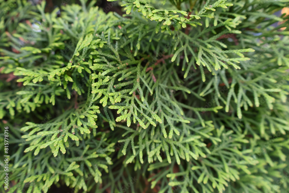 Green branches of a thuja, a juniper, a cypress, a thuja tree, a cypress tree Green branches of a thuja, a juniper, a cypress, a thuja tree, a cypress tree