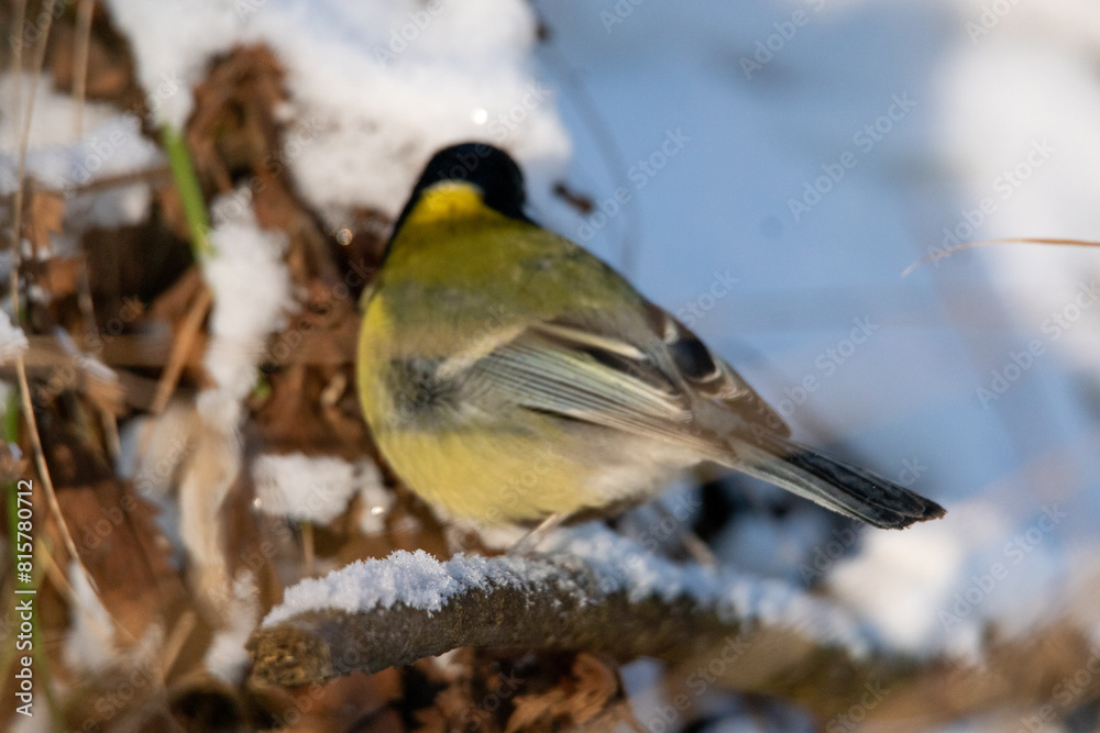 Obraz premium sikorka bogatka wśród ośnieżonych gałęzi znajduje nasiona do zjedzenia