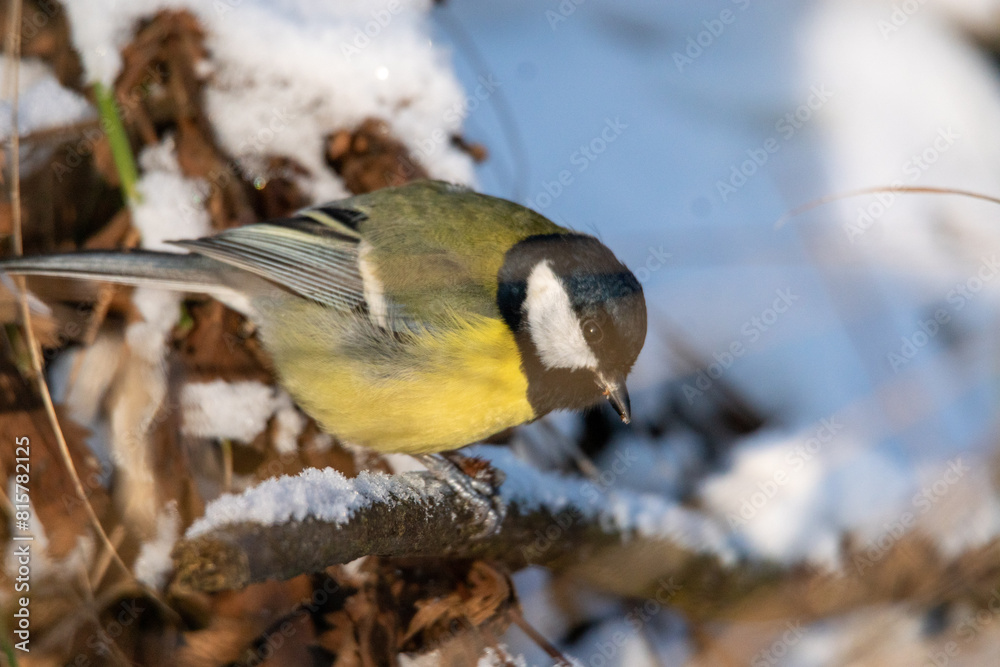 Naklejka premium sikorka bogatka wśród ośnieżonych gałęzi znajduje nasiona do zjedzenia