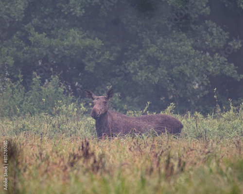 klępa łosia przemierza turzycową łąkę o poranku