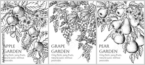 Vector set of 3 banners with fruits and berries in engraving style. Apple, pear, grapes