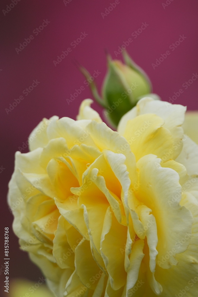 rose garden in spring rose garden in spring