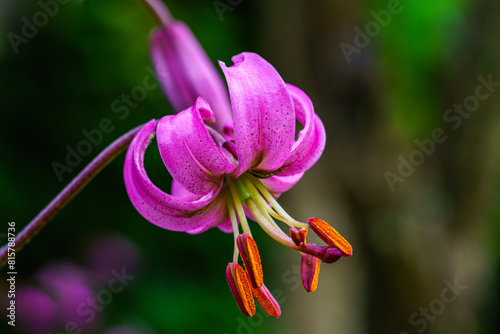 Close up of a pink turks cap lily