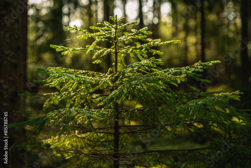 Close up of a small fir tree growing in an old elvish forest