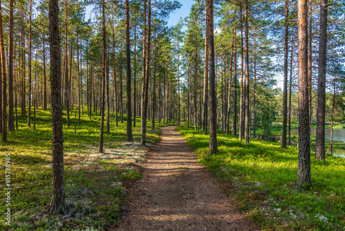 Walk path in a beautiful pine forest in a summer Sweden