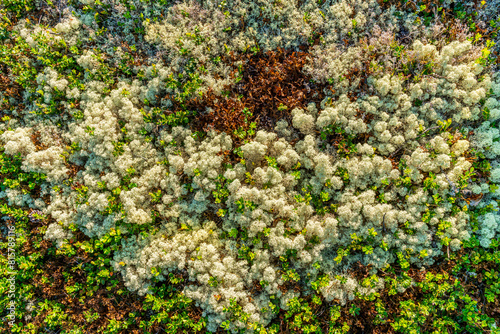 Background from moss and sprigs growing on the forest floor