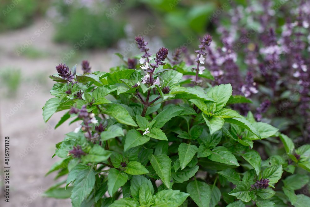 Green and violet basil plants in blossom. Basil blooms in the garden. Growing fresh spices. Aromatic herbs. Ocimum basilicum Magic Blue.