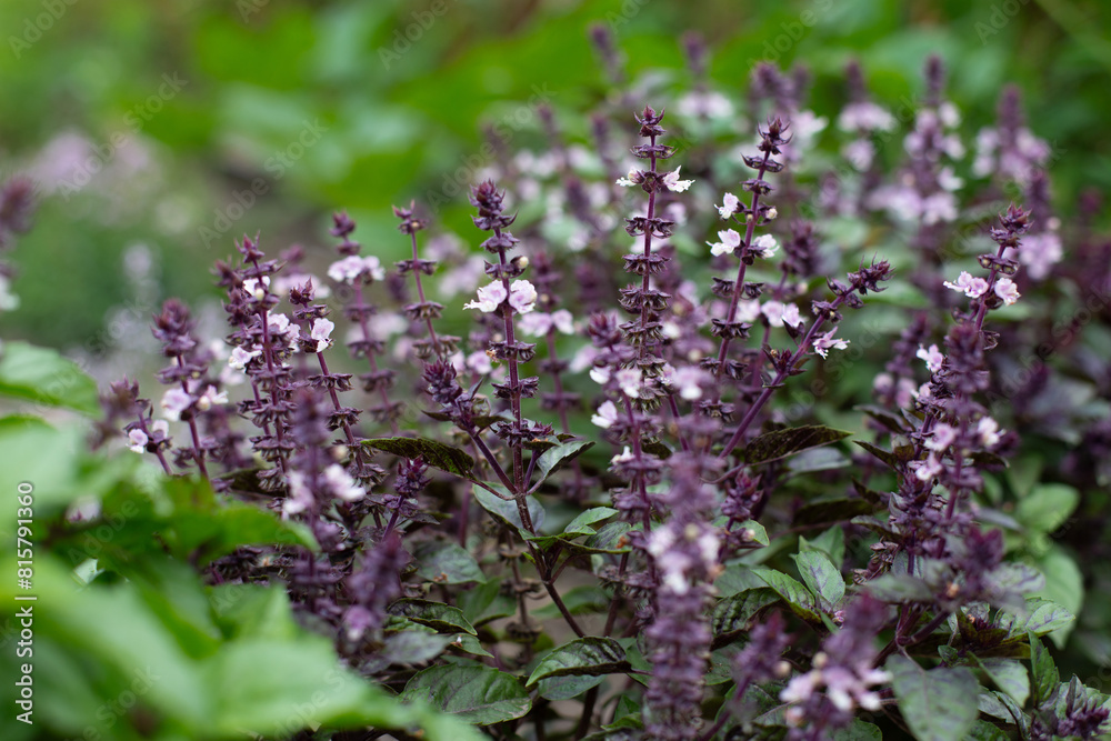 Green and violet basil plants in blossom. Basil blooms in the garden. Growing fresh spices. Aromatic herbs. Ocimum basilicum Magic Blue.