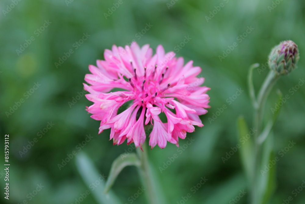 Pink Cornflower Herb or bachelor button flower olso known as hurtsickle. Summer wildflower cornflower in rays of sun. Cornflower bud in blurred green field background. Colorful cornflower as wallpaper Pink Cornflower Herb or bachelor button flower olso known as hurtsickle. Summer wildflower cornflower in rays of sun. Cornflower bud in blurred green field background. Colorful cornflower as wallpaper
