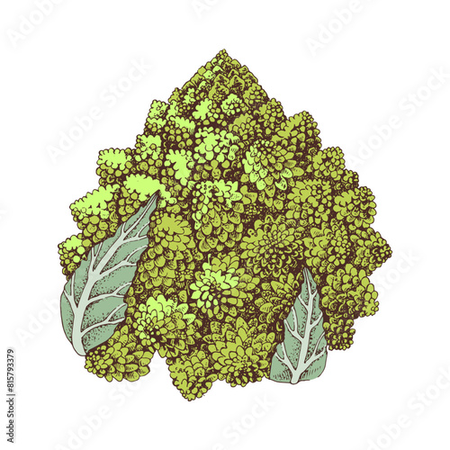 Romanesco cauliflower hand drawn illustration