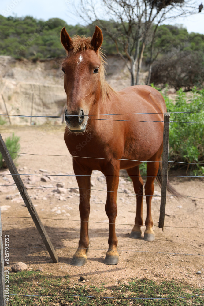 Brown mare with white star on her forehead. Lucero horse grazing on rural farm with mountains in the background and copy space. Farm animal. Equine. Vertical image. Brown mare with white star on her forehead. Lucero horse grazing on rural farm with mountains in the background and copy space. Farm animal. Equine. Vertical image.