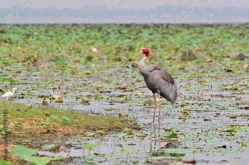 Eastern Sarus Crane, Antigone antigone sharpii in sarus crane reintroduction project Thailand. photo