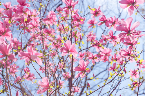 Magnolia flower with pink petals blooming in spring fabulous garden, mysterious fairy tale springtime floral natural background with magnoliaceae bloom, beautiful botanical nature landscape.