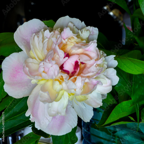 Fototapeta Naklejka Na Ścianę i Meble -  peony flower stands in a vase on a black background
