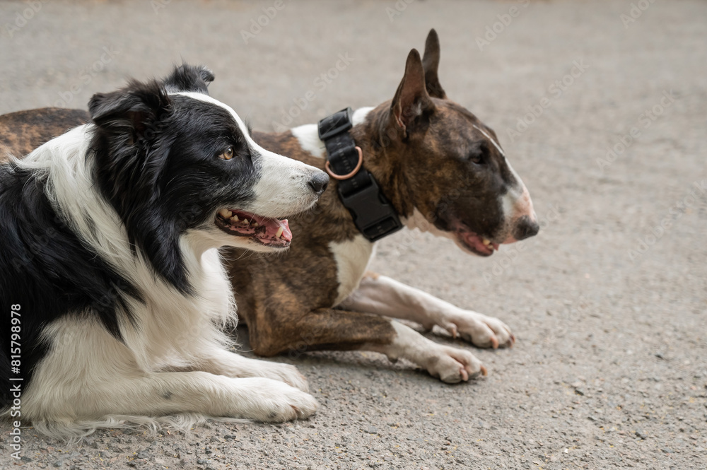 Bull terrier and border collie lie outdoors. Two dogs on a walk. 