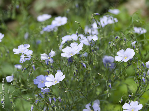 Linum perenne |  Perennial flax - Blue flax - Lint bells - Prairie flax. A bushy mound of ferny-shaped  matt-green linear to lanceolate eaves and sky-blue flowers cup-shaped on wiry stems
