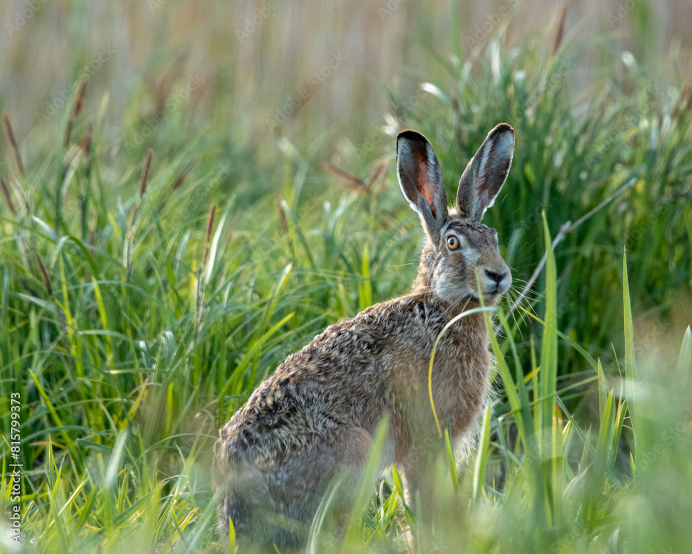 Fototapeta premium zając szarak wiosną na łące w świetle zachodzącego słońca