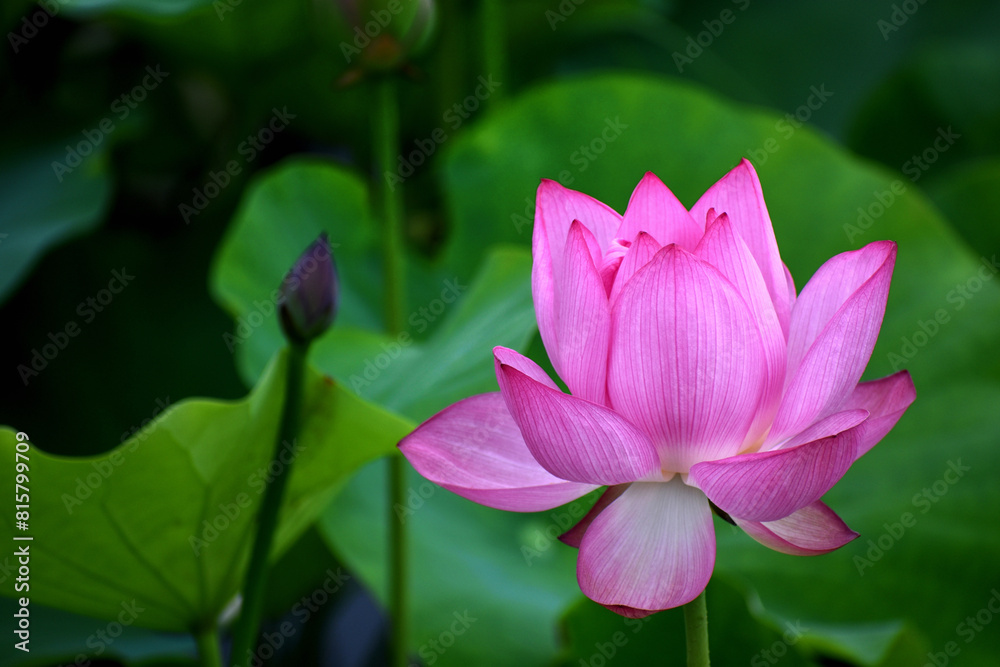 夏の朝の風景、清らかな蓮の花 夏の朝の風景、清らかな蓮の花