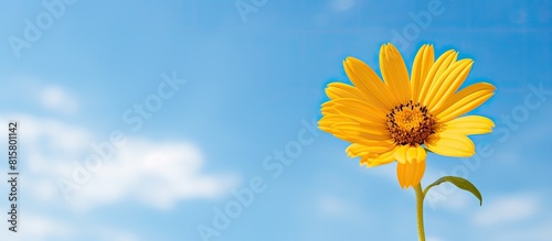 A bright yellow daisy flower with a blue sky as the background providing ample copy space for images photo