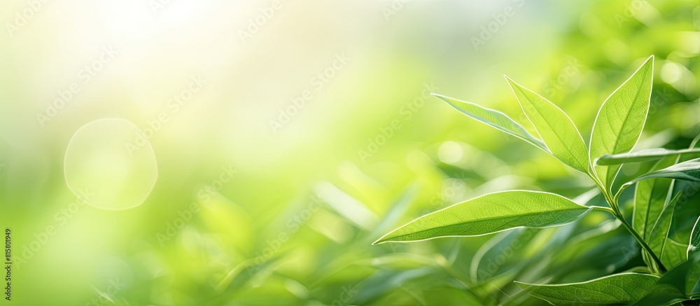 A close up image of vibrant green leaves against a blurred natural background The new leaf of a plant is illuminated by the morning sunlight Copy space image A close up image of vibrant green leaves against a blurred natural background The new leaf of a plant is illuminated by the morning sunlight Copy space image