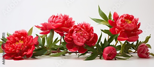 A red peony bouquet on a white background creating a spring summer concept with copyspace
