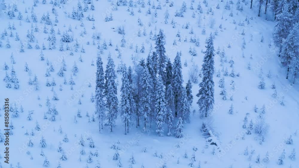Drone circulates around cluster of snow covered trees Drone circulates around cluster of snow covered trees