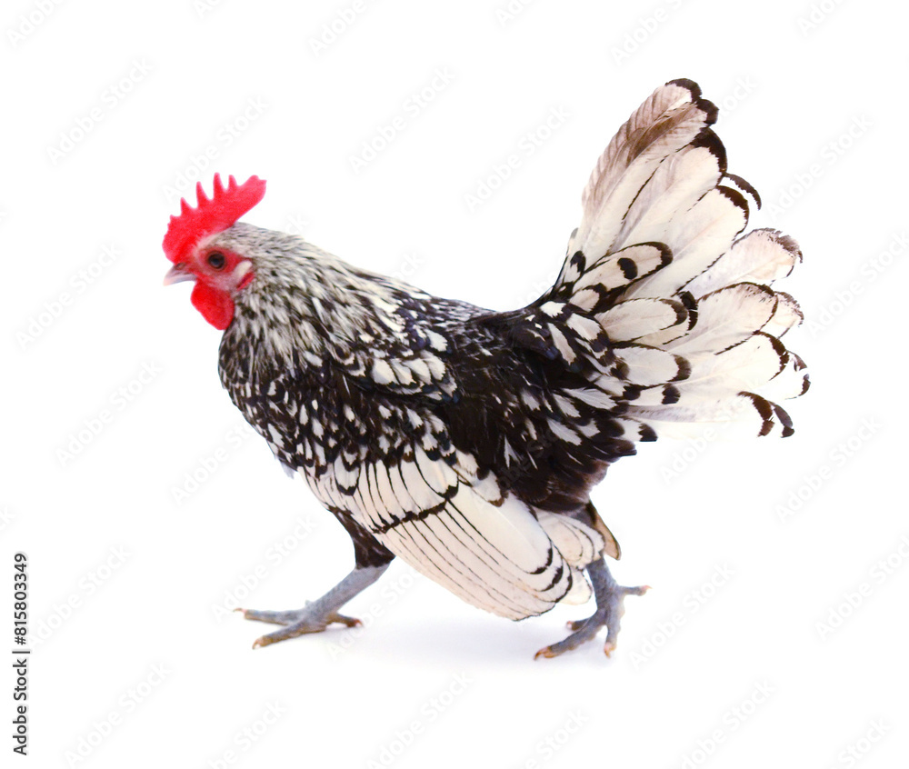 Fototapeta premium chickens